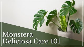 Monstera Care 101  How To Care for a Monstera Deliciosa  Houseplant Care  Popular Houseplants [upl. by Aivonas430]