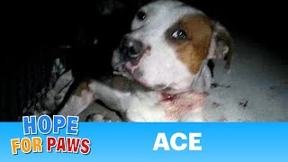 Ace  injured dog rescued last night by Eldad Hagar  Please comment rate amp subscribe senior [upl. by Eicyaj567]