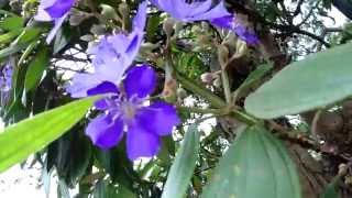 Tibouchina Urvilleana or Tibouchina Mutabilis [upl. by Iams]