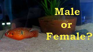 How to identify female and male Red Jewel Cichlids [upl. by Filiano]