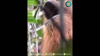 ORANGUTÁN PREPARA UNGÜENTO PARA CURAR HERIDA [upl. by Attena]