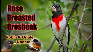 Finding a Rose  Breasted Grosbeak in the Woods [upl. by Livvy]