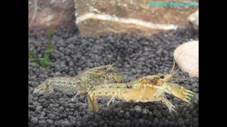 cambarellus diminutus zwergkrebs dwarf crayfish [upl. by Noyerb]