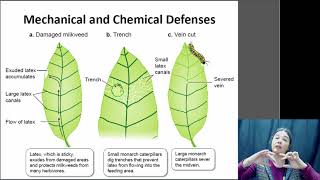 Plant Defenses [upl. by Atin]