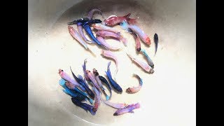 Change water for betta fries Step by step guidance [upl. by Quintana605]