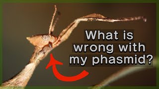 The Most Common Phasmid Problems And How To Fix Them [upl. by Terrijo]