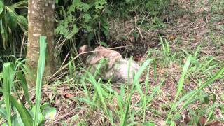 Sloth with Baby Crossing Road in Costa Rica [upl. by Ellednahc]