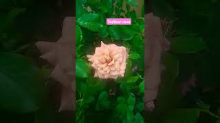 Tedibar rose saihitechnursery gardening 6374934601 [upl. by Salomie]