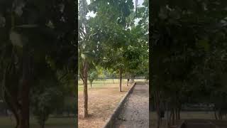 A stroll by the amaltas 🌼 amaltas peaceful positivity viralvideo ytshorts nature [upl. by Godber]