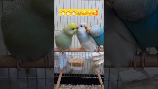 🫠 shorts keşfet muhabbetkuşu budgies parakeet baby bebek cute sevimli komik funny birds [upl. by Arraes96]