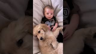 Dogs with Babies ♥♥ dogs doglover [upl. by Yereffej]