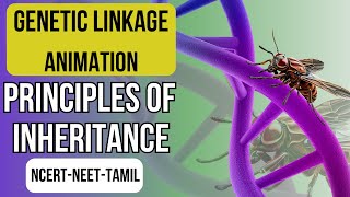 Genetic Linkage Animation  Gene Mapping  Principles of Inheritance  NCERT XII  NEET Biology [upl. by Tattan420]