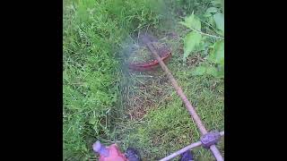 Cutting weeds around dense trees with a brushcutter without damage [upl. by Pacifa925]