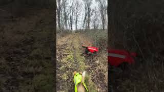 Trouver foryou chasse chien sanglier hunting wildboard [upl. by Rehtse9]