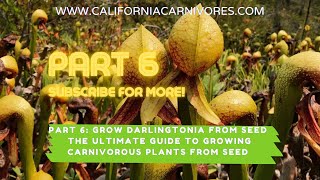 Ultimate Guide to Growing Darlingtonia Pitcher Plants from Seed [upl. by Eetsirk]