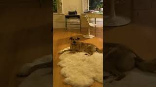 Dog Melodiously Howls Along The Tune of Piano [upl. by Blithe]