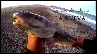 Pesca en Comodoro Rivadavia  La Nueva  Robalo de Costa [upl. by Swisher]