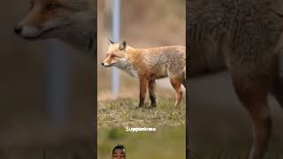 Why do Fox dives Headfirst into snow fox amazingfacts animals tamil factsinhindi new why [upl. by Zigrang]