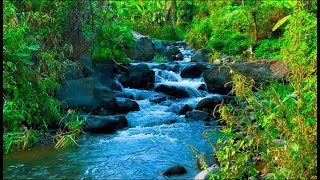 Clear Green Sound of River Water Birds Chirping  Sleep Relaxation ASMR [upl. by Enileve]