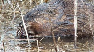 A Muskrat Peels and Eats Cattail Stalks [upl. by Rosse586]