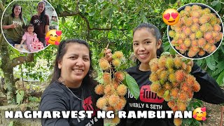 Nagharvest ng Rambutan  Nakipag Birthday kay Talalay🥳 [upl. by Ewens]