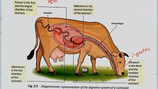 Ruminants Digestion in Grass Eating Animals  Ch2  Nutrition in Animals  Science Class 7th NCERT [upl. by Eanal]