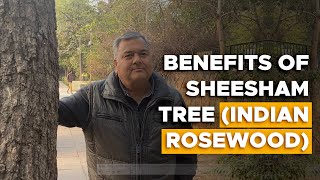 What are the benefits of the sheesham tree [upl. by Tegirb]