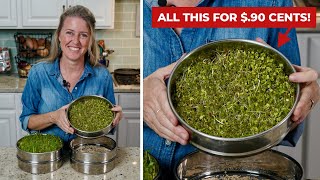 Easily grow SPROUTS 🌿 at home for pennies on the dollar [upl. by Australia]