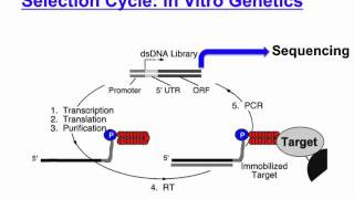 mRNA display [upl. by Eanert]