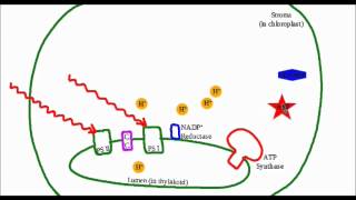 MACademy  Photosynthesis Video Tutorial [upl. by Hseyaj]