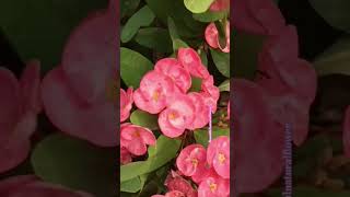 Beautiful flower garden flowers roseflowergarden beautifulflowers nature nature love beautifu [upl. by Ecnarf]