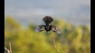 Tiziu  Blueblack Grassquit Volatinia jacarina [upl. by Andromeda]