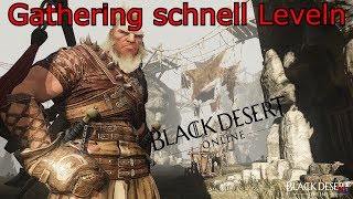 Black Desert Online  Gathering schnell Leveln Guide2019 [upl. by Harhay]