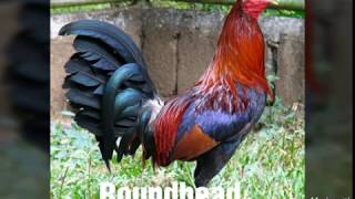 Top Strongest Gamefowl Breeds Part 2 [upl. by Scotney]