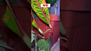 Croton Leaf Propagation in Water Croton Propagation in Winter🌱🌱crotonpropagationshorts [upl. by Noelle649]