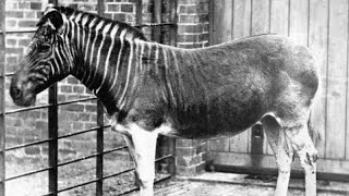 Extinct Quagga real sound [upl. by Attirehs]