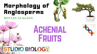 BOTANY XI05086 – Morphology of Angiosperms – Achenial Fruits [upl. by James]