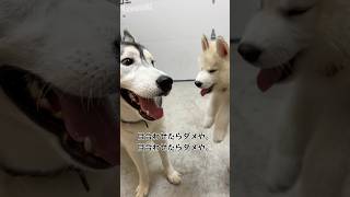 子犬ハスキーに圧倒される成犬ハスキーハスキン シベリアンハスキー子犬 パピー わんこ 可愛い犬 shorts short [upl. by Anad910]