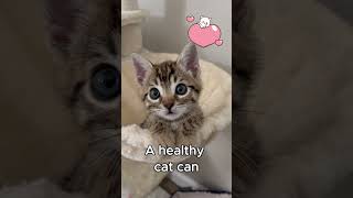 How Many Kittens Can a Cat Have catmom catfacts kitten kittycatvideosfunny funnycats cutecat [upl. by Columbus]