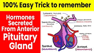 Trick to Learn Hormones Secreted From Anterior Pituitary Gland  Learning With Khan [upl. by Hnil]