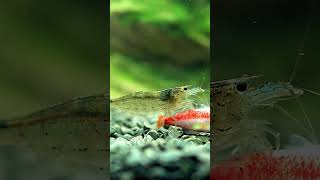 Amano Shrimp  Caridina multidentata Taking care of Business [upl. by Tristas]