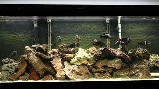 Breeding Group of Tropheus Duboisi Maswa [upl. by Norda]