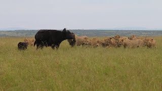 Lion pride vs buffalo herd protecting their calves part 1 [upl. by Yleek]