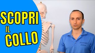 Anatomia della Colonna Vertebrale Cervicale Scopri i Dettagli Facile [upl. by Enirhtak812]