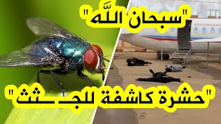 تعرف على الحشرة التي تلعب دورًا رئيسيًا في تحديد زمن الـوفـ ـاة بحـوادث سقـ ـوط الطائرات✈️quot [upl. by Ennaus861]