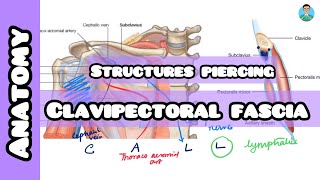 Structures piercing Clavipectoral Fascia for inicet neetpg usmle nclex [upl. by Aliuqa]