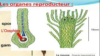 Biologie végétale les Bryophytes botanique [upl. by Singhal]