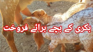 Bakri Ky Bachy Available For Sale In Pakistan  Bakra Mandi [upl. by Nnahgiel]