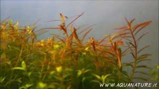 Time Lapse  Rotala Colorata growing ELOS elite [upl. by Nho617]