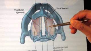 Larynx Anatomy 2 of 5 Cartilages and Membranes Part 2  Head and Neck Anatomy 101 [upl. by Mile]